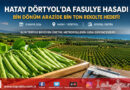 Bin Dönüm Arazide Ekimi Yapılan Fasulyede Bereketli Hasat: Dörtyol’da Hedef Bin Ton Rekolte…