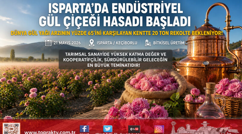 Isparta’da Devasa Gül Hasadı Başladı: Dünya Üretiminin Yüzde 65’i Bu Topraklardan Sağlanıyor…