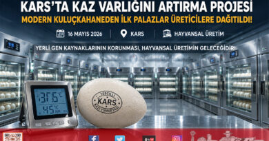 Kars’ta “Kaz Varlığını Artırma Projesi”nde İlk Palazlar Kuluçkadan Çıktı…