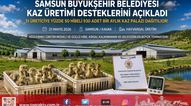 Samsun’da Sözleşmeli Model Meyvelerini Veriyor: Üreticiye Yüzde 50 Hibeli Kaz Palazı Desteği…