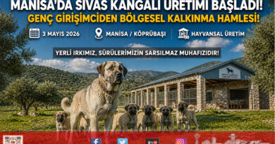 Manisalı Genç Girişimciden Örnek Adım: Fizyoterapist Hasan Yılmaz Sivas Kangalı Yetiştiriciliğine Başladı…