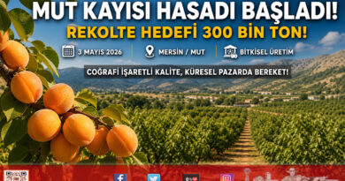 Mersin Mut’ta Kayısı Hasadı Başladı: 300 Bin Ton Rekolte Hedefleniyor…