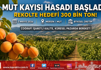 Mersin Mut’ta Kayısı Hasadı Başladı: 300 Bin Ton Rekolte Hedefleniyor…
