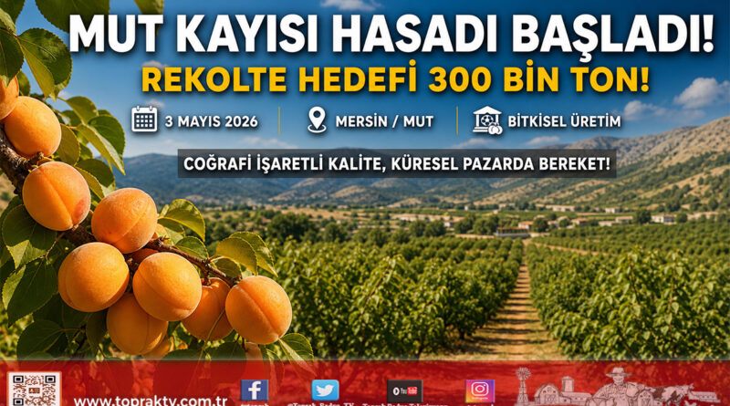 Mersin Mut’ta Kayısı Hasadı Başladı: 300 Bin Ton Rekolte Hedefleniyor…