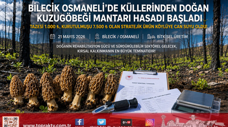 Küllerinden Doğan Ekonomi: Osmaneli’de Yangın Alanlarında Kuzugöbeği Mantarı Fışkırdı…
