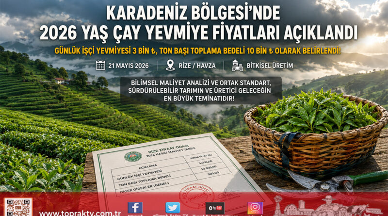 Karadeniz’de 2026 Yaş Çay Yevmiyesi Netleşti: Günlük Bedel 3 Bin ₺ Olarak Belirlendi…