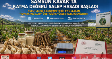 Kavak’ta “Topraktaki Altın” Salebin Hasadı Başladı: Kurutulmuş Kilogramı 12 Bin ₺’ye Ulaştı…