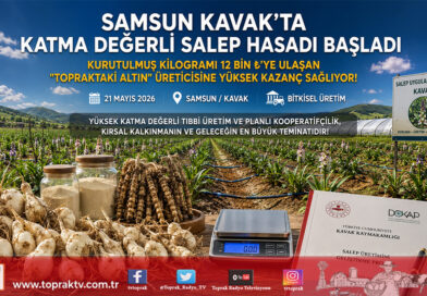 Kavak’ta “Topraktaki Altın” Salebin Hasadı Başladı: Kurutulmuş Kilogramı 12 Bin ₺’ye Ulaştı…