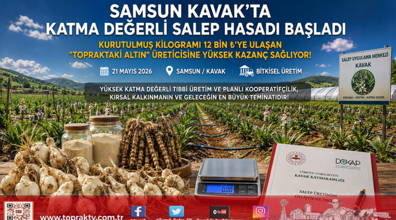 Kavak’ta “Topraktaki Altın” Salebin Hasadı Başladı: Kurutulmuş Kilogramı 12 Bin ₺’ye Ulaştı…