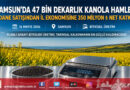 Samsun’da Kanola Üretimi 47 Bin Dekara Ulaştı: İl Ekonomisine 350 Milyon ₺ Dev Katkı..