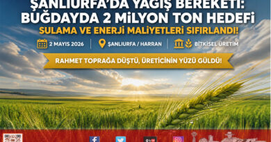 Şanlıurfa’da Bahar Yağmurları Rekolte Beklentisini Artırdı: Buğdayda 2 Milyon Ton Hedefi…