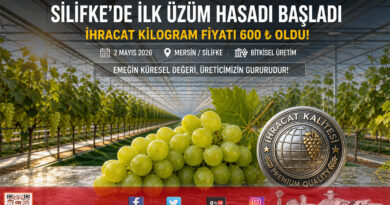 Silifke’de Sezonun İlk Üzüm Hasadı Başladı: İhracat Kilogram Fiyatı 600 ₺…