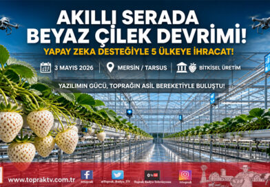Tarsus’ta Yapay Zeka Destekli Üretim: Beyaz Çilek 5 Ülkeye İhraç Ediliyor…