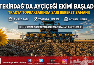 Tekirdağ’da Ayçiçeği Ekim Mesaisi: Tohumlar Toprakla Buluşuyor…