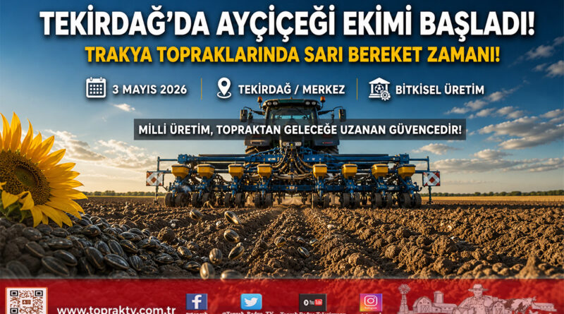 Tekirdağ’da Ayçiçeği Ekim Mesaisi: Tohumlar Toprakla Buluşuyor…