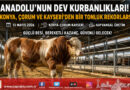 Anadolu’nun Dev Kurbanlıkları Görücüye Çıktı: Konya, Çorum ve Kayseri’de Rekor Ağırlıklar…