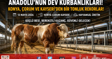 Anadolu’nun Dev Kurbanlıkları Görücüye Çıktı: Konya, Çorum ve Kayseri’de Rekor Ağırlıklar…