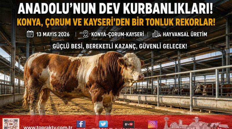 Anadolu’nun Dev Kurbanlıkları Görücüye Çıktı: Konya, Çorum ve Kayseri’de Rekor Ağırlıklar…