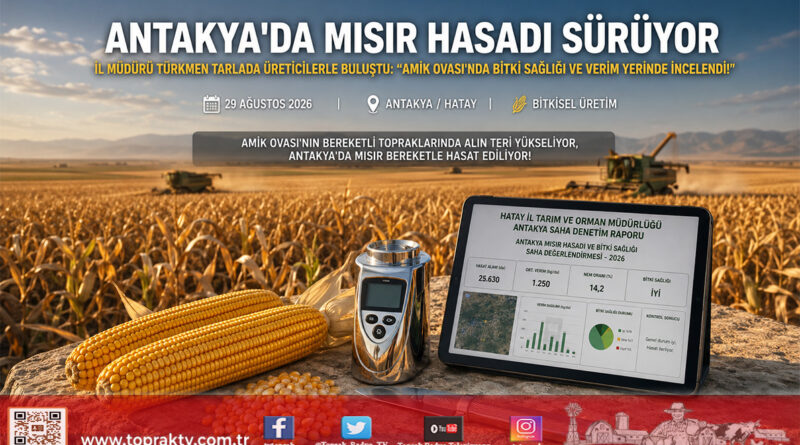 Amik Ovası’nda Sarı Altın Bereketi: Antakya’da Mısır Hasadı Devam Ediyor, İl Müdürü Türkmen Tarlada Üreticiyle Buluştu!…