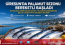 Karadeniz’de Palamut Bereketi Başladı: Giresun’da Kıyı Balıkçılarının Ağları Doldu…
