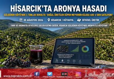 Kütahya Hisarcık’ta Tıbbi ve Aromatik Bitki Mesaisi: Güldüren Köyü’nde Aronya Hasadı Başladı!…