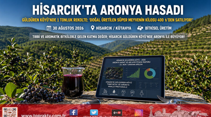 Kütahya Hisarcık’ta Tıbbi ve Aromatik Bitki Mesaisi: Güldüren Köyü’nde Aronya Hasadı Başladı!…