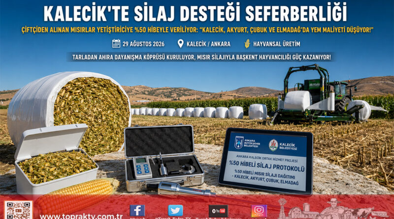 Başkent’te Üreticiye Çifte Kazanç Modeli: Kalecik’te Hasat Edilen Mısır Silajları Yetiştiricilere %50 Hibeyle Ulaştırılıyor!…