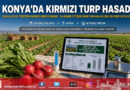 Konya Ovası’nda Kuraklığa Karşı Alternatif Üretim Modeli: Kırmızı Turpta Erkenci Hasat Başladı!…