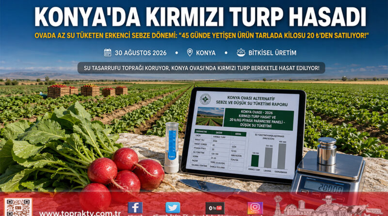 Konya Ovası’nda Kuraklığa Karşı Alternatif Üretim Modeli: Kırmızı Turpta Erkenci Hasat Başladı!…