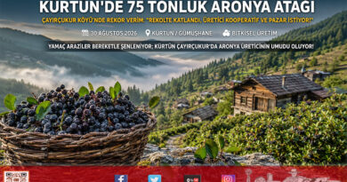 Karadeniz Dağlarında Alternatif Ürün Atılımı: Kürtün Çayırçukur Köyü’nde 75 Tonluk Aronya Rekoltesi Pazara Çıkıyor!…