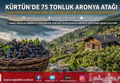 Karadeniz Dağlarında Alternatif Ürün Atılımı: Kürtün Çayırçukur Köyü’nde 75 Tonluk Aronya Rekoltesi Pazara Çıkıyor!…