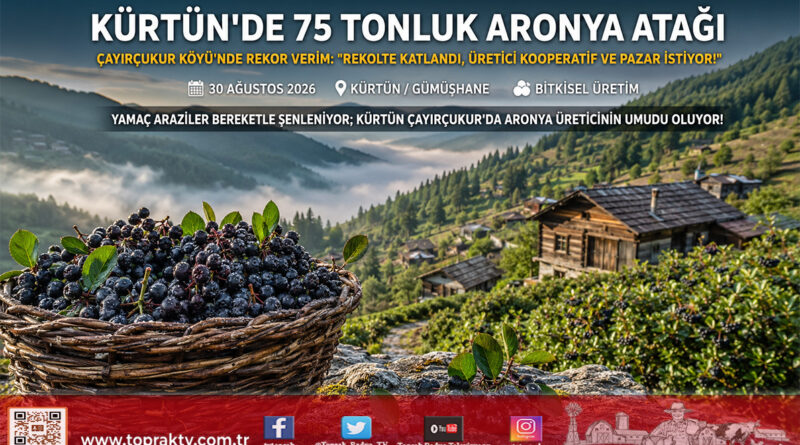 Karadeniz Dağlarında Alternatif Ürün Atılımı: Kürtün Çayırçukur Köyü’nde 75 Tonluk Aronya Rekoltesi Pazara Çıkıyor!…