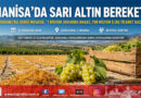 Ege’nin Sarı Altınında Küresel İhracat Sezonu: Manisa Ovası 700 Milyon $ Değerindeki Üzüm Mesaisinde Sarıya Boyandı!…