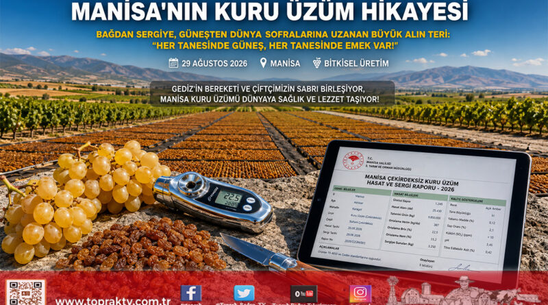Her Tanesinde Güneş, Her Tanesinde Emek: Manisa’nın Dünyaca Ünlü Çekirdeksiz Kuru Üzüm Yolculuğu Başladı!…