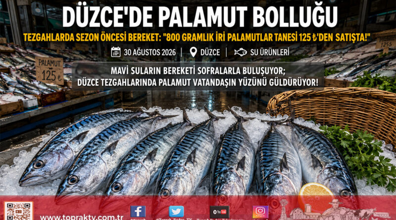 Karadeniz’de Sezon Öncesi Erken Bereket: Düzce Tezgahlarında İri Palamutun Tanesi 125 ₺’ye Geriledi!…