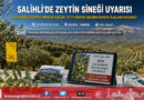 Salihli’de Zeytin Sineği Alarmı: İlçe Müdürlüğü 29-31 Ağustos Tarihleri İçin İlaçlama Uyarısı Yaptı!…