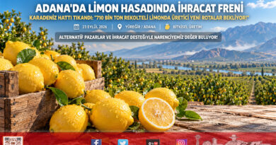Adana’da Limon Hasadında İhracat Freni: Karadeniz Hattında Gemi Trafiği Durdu, Gözler Ekim Ayına Çevrildi!…