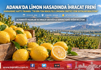 Adana’da Limon Hasadında İhracat Freni: Karadeniz Hattında Gemi Trafiği Durdu, Gözler Ekim Ayına Çevrildi!…