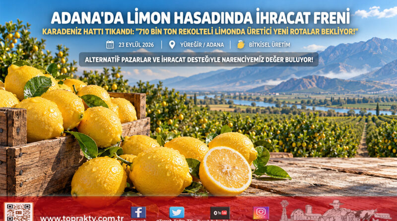 Adana’da Limon Hasadında İhracat Freni: Karadeniz Hattında Gemi Trafiği Durdu, Gözler Ekim Ayına Çevrildi!…