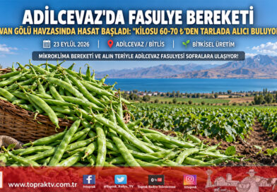 Van Gölü Havzasında Bereketli Hasat: Adilcevaz’da Fasulye Tarlada 60-70 ₺’den Alıcı Buluyor!…