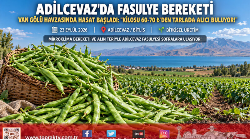 Van Gölü Havzasında Bereketli Hasat: Adilcevaz’da Fasulye Tarlada 60-70 ₺’den Alıcı Buluyor!…