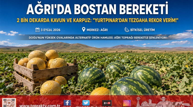 Ağrı’nın Verimli Topraklarında Kavun ve Karpuz Bereketi: 2 Bin Dekarda Hasat Başladı!…