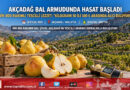 Akçadağ’ın Bin 800 Rakımlı Tescilli Lezzeti: Bal Armudunda Hasat Başladı, Kilogramı 50 ile 100 ₺ Arasında!…