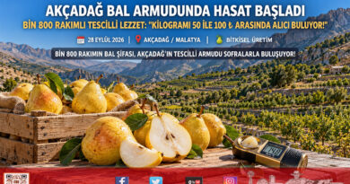 Akçadağ’ın Bin 800 Rakımlı Tescilli Lezzeti: Bal Armudunda Hasat Başladı, Kilogramı 50 ile 100 ₺ Arasında!…