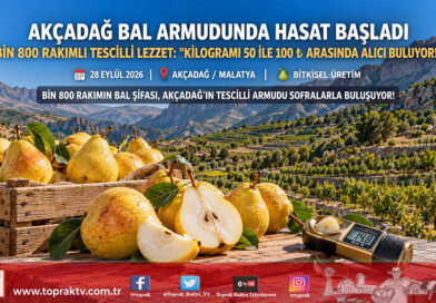 Akçadağ’ın Bin 800 Rakımlı Tescilli Lezzeti: Bal Armudunda Hasat Başladı, Kilogramı 50 ile 100 ₺ Arasında!…