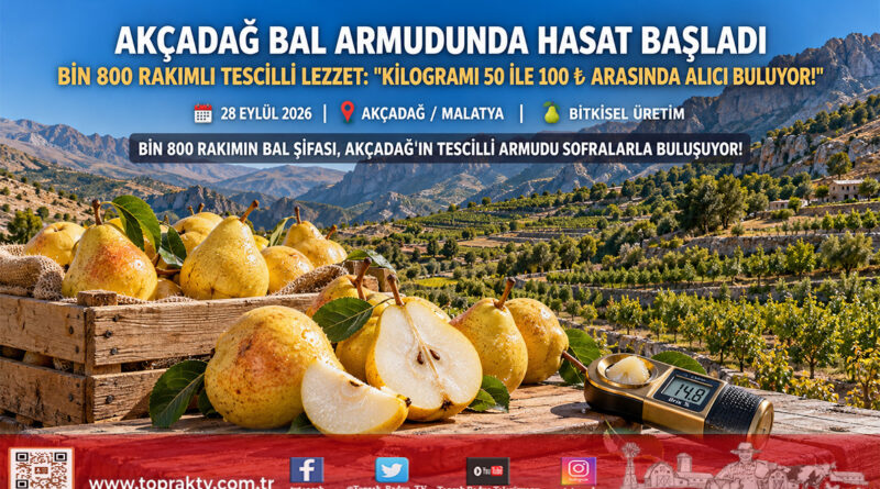 Akçadağ’ın Bin 800 Rakımlı Tescilli Lezzeti: Bal Armudunda Hasat Başladı, Kilogramı 50 ile 100 ₺ Arasında!…