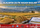 Samsun Alaçam’da Çeltik Hasadı Başladı: Dönümde 900 Kilo Verimle Bereket Yılı!…