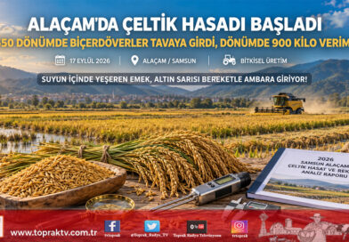 Samsun Alaçam’da Çeltik Hasadı Başladı: Dönümde 900 Kilo Verimle Bereket Yılı!…