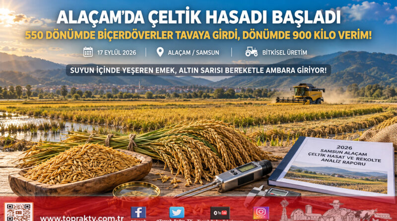 Samsun Alaçam’da Çeltik Hasadı Başladı: Dönümde 900 Kilo Verimle Bereket Yılı!…