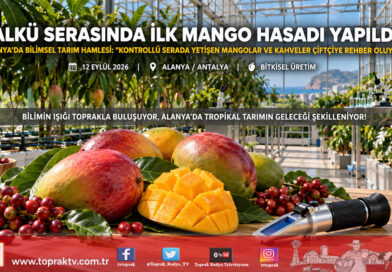 ALKÜ Serasında Bilimsel Üretim Meyvesini Verdi: Alanya’da İlk Mango Hasadı Gerçekleştirildi!…